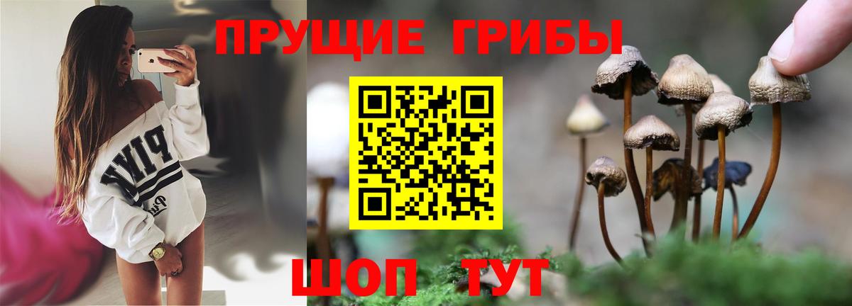 Псилоцибиновые грибы Psilocybine cubensis Еманжелинск